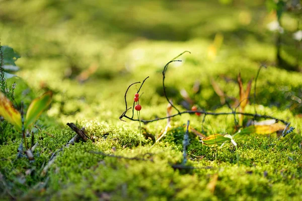 Zbliżenie różnych zielonych roślin rosnących w mieszanych sosnowych i liściastych lasach na Litwie jesienią dnia. — Zdjęcie stockowe