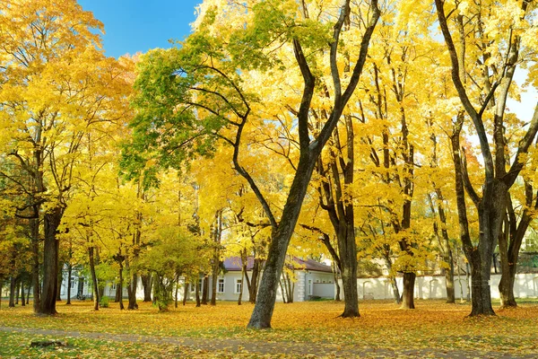 Cena colorida do parque da cidade no outono com folhagem amarela. Lindas paisagens de outono em Vilnius, Lituânia . — Fotografia de Stock