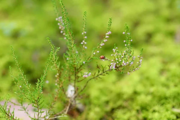 Κοντινό κομμάτι των διαφόρων πράσινων φυτών που αναπτύσσονται σε μικτά πεύκα και φυλλοβόλα δάση στη Λιθουανία την ημέρα του φθινοπώρου. — Φωτογραφία Αρχείου