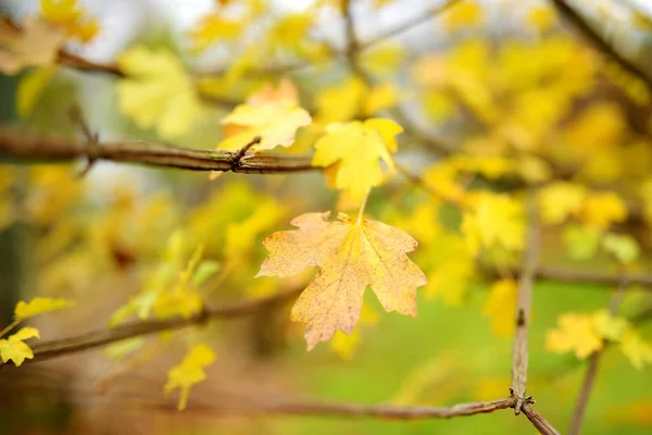 Schöne goldene Blätter auf einem Ast am Herbsttag — Stockfoto
