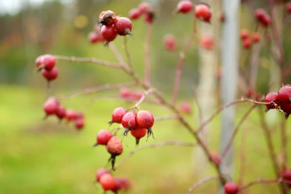 A branch of red wild rose hips on autumn day — Stock Photo, Image