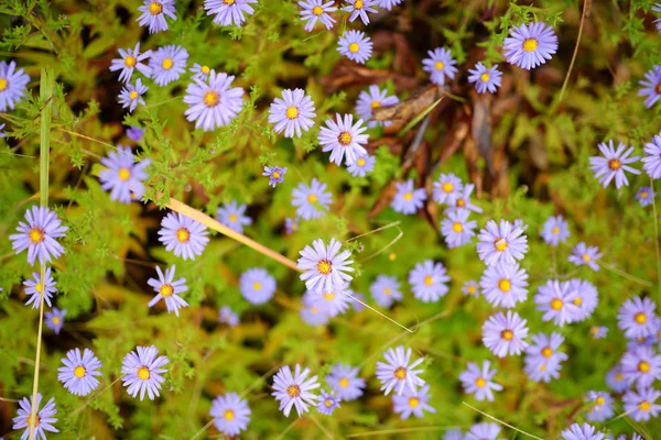 Små lila krysantemum i en höst trädgård. Chrysanthemum violetta blommor blommar i en trädgård. Skönhet höst blommor konst design. — Stockfoto