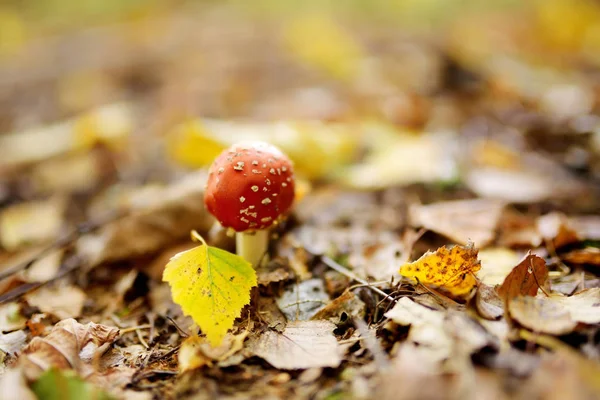 Fly Agaric Amanita muscaria poisonous red mushroom — ストック写真