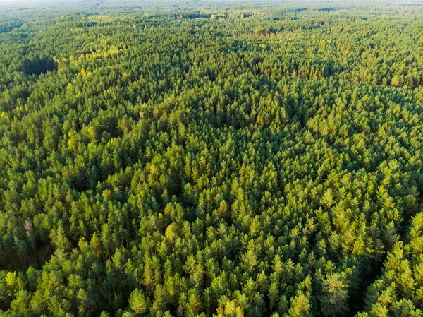 Vue aérienne de la belle forêt mixte de pins et de feuillus en Lituanie — Photo