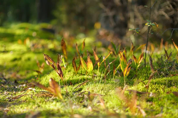 秋の日にリトアニアの松と落葉樹林で育つ様々な緑の植物のクローズアップ. — ストック写真