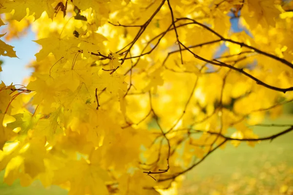 Schöne goldene Ahornblätter auf einem Ast am Herbsttag — Stockfoto