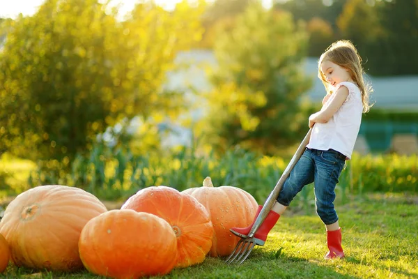 Schattig klein meisje met plezier met enorme pompoenen op een pompoen patch. Kid plukken pompoenen op land boerderij op warme herfst dag. — Stockfoto