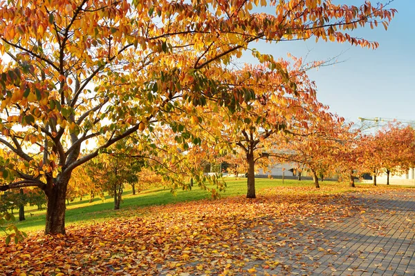 Bunte Stadtpark-Szene im Herbst mit gelbem Laub. schöne herbstliche Landschaft in Vilnius, Litauen. — Stockfoto