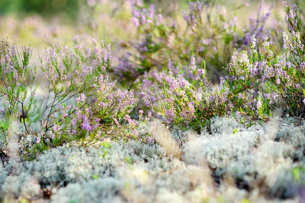 Litvanya peyzaj heather çiçekli bitki detay. — Stok fotoğraf