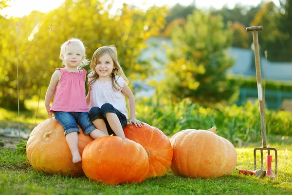 Två små systrar sitter på stora pumpor på en pumpa lapp. Barn plockar pumpor på lantgården på varma höstdagen. Stockfoto