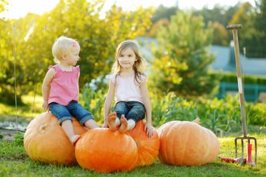 İki küçük kız kardeş balkabağı tarlası üzerinde kocaman balkabaklarının üzerinde oturuyorlar. Sıcak sonbahar gününde köy çiftliğinde balkabağı toplayan çocuklar.