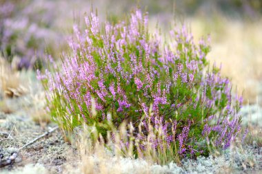 Litvanya peyzaj heather çiçekli bitki detay.
