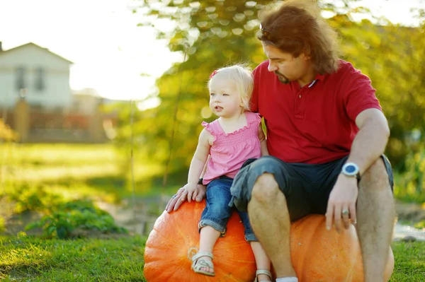 Toddler flicka och hennes pappa sitter på stora pumpor på en pumpa lapp. Barn plockar pumpor på lantgården på varma höstdagen. — Stockfoto