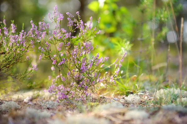 Detail van een bloeiende heide-plant in Litouwse landschap. — Stockfoto