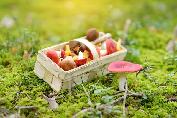 Un coș plin de ciuperci comestibile. Culegerea ciupercilor în pădurea de toamnă . — Fotografie, imagine de stoc