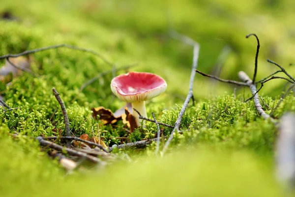 Russule edible mushroom growing in a woods — Stock Photo, Image