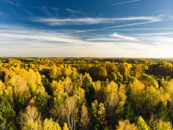 Vista aérea da floresta de outono com árvores verdes e amarelas. Floresta caduca e conífera mista. Lindas paisagens de outono perto de Vilnius, Lituânia — Fotografia de Stock