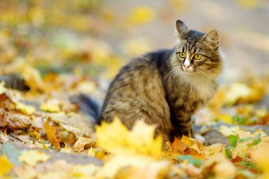 Güneşli sonbahar gününde sevimli kedi açık havada