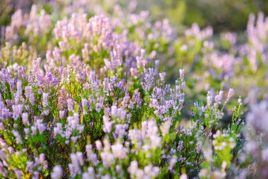 Litvanya peyzaj heather çiçekli bitki detay.