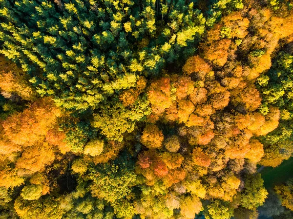 Az őszi erdő, a zöld és a sárga fák felülnézete. Vegyes lombhullató, tűlevelű erdők. Gyönyörű őszi díszletek Vilniusban, Litvánia — Stock Fotó