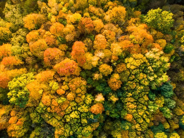 Vista aérea de cima para baixo da floresta de outono com árvores verdes e amarelas. Floresta caduca e conífera mista. Lindas paisagens de outono em Vilnius, Lituânia — Fotografia de Stock