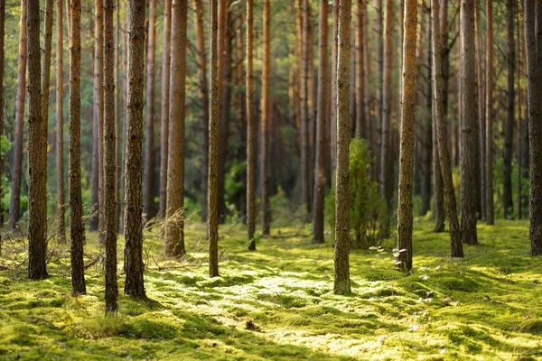 Gyönyörű kevert fenyő és lombhullató erdő, Litvánia — Stock Fotó