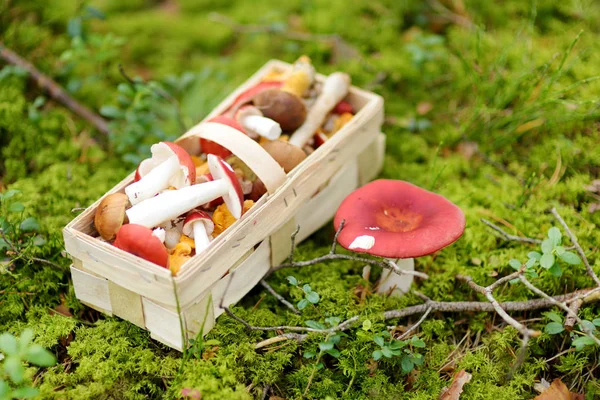 A basket full of edible mushrooms. Picking mushrooms in autumn forest. — Stock Photo, Image