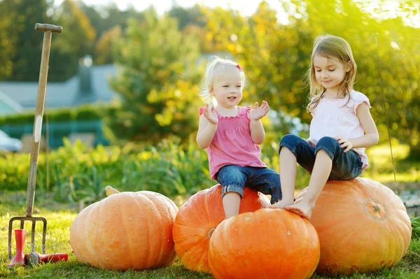 Zwei kleine Schwestern sitzen auf riesigen Kürbissen auf einem Kürbisfeld. Kinder pflücken an warmen Herbsttagen auf dem Bauernhof Kürbisse. lizenzfreie Stockbilder