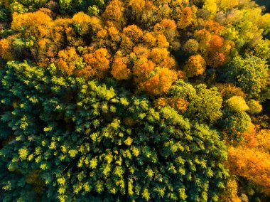 Yeşil ve sarı ağaçlar ile sonbahar ormanHavadan yukarıdan aşağıya görünümü. Karışık yaprak döken ve iğne yapraklı orman. Vilnius, Litvanya'da güzel sonbahar manzarası