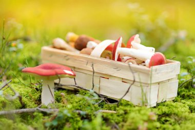 Bir sepet dolusu yenilebilir mantar. Sonbahar ormanında mantar toplama.