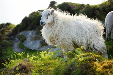Yeşil otlaklarda renkli boya otlatma ile işaretlenmiş koyun. İrlanda'nın yeşil çayırlarında beslenen yetişkin koyun ve yavru kuzular.