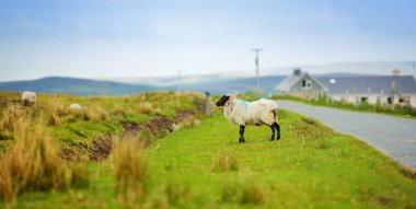 Yeşil otlaklarda renkli boya otlatma ile işaretlenmiş koyun. İrlanda'nın yeşil çayırlarında beslenen yetişkin koyun ve yavru kuzular.