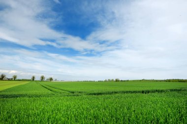 Sonsuz yemyeşil otlaklar ve İrlanda tarım arazileri Manzara görünümü. Zümrüt yeşili alanlar ve çayırları ile İrlanda kırsal. Kırsal peyzaj.
