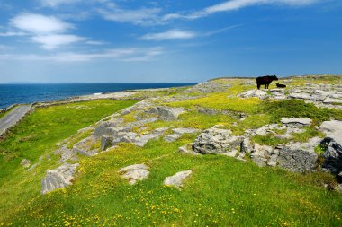 Inishmore or Inis Mor, the largest of the Aran Islands in Galway Bay, Ireland. Famous for its Irish culture, loyalty to the Irish language, and a wealth of Pre-Christian ancient sites. clipart