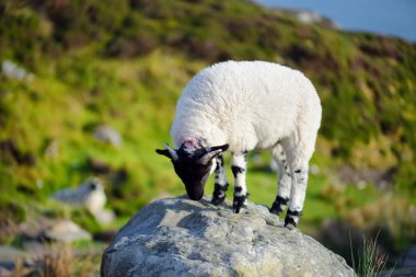 Yeşil otlaklarda renkli boya otlatma ile işaretlenmiş koyun. İrlanda'nın yeşil çayırlarında beslenen yetişkin koyun ve yavru kuzular.