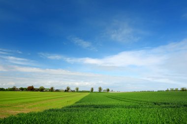 Sonsuz yemyeşil otlaklar ve İrlanda tarım arazileri Manzara görünümü. Zümrüt yeşili alanlar ve çayırları ile İrlanda kırsal. Kırsal peyzaj.
