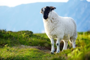 Yeşil otlaklarda renkli boya otlatma ile işaretlenmiş koyun. İrlanda'nın yeşil çayırlarında beslenen yetişkin koyun ve yavru kuzular.