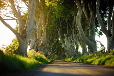 Dark Hedges, County Antrim Bregagh Road boyunca kayın ağaçlarının bir cadde. Nothern Ireland bölgesindeki turistik mekanlar.