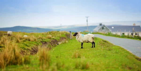 Yeşil otlaklarda renkli boya otlatma ile işaretlenmiş koyun. İrlanda'nın yeşil çayırlarında beslenen yetişkin koyun ve yavru kuzular. — Stok fotoğraf
