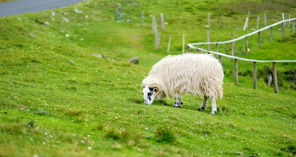 Yeşil otlaklarda renkli boya otlatma ile işaretlenmiş koyun. İrlanda'nın yeşil çayırlarında beslenen yetişkin koyun ve yavru kuzular. — Stok fotoğraf