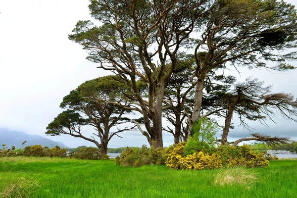 Bellissimo grande pino e cespugli di ginestre in fiore su una riva del lago Muckross, situato nel Killarney National Park, contea di Kerry, Irlanda . — Foto Stock