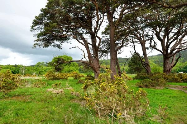 Bellissimo grande pino e cespugli di ginestre in fiore su una riva del lago Muckross, situato nel Killarney National Park, contea di Kerry, Irlanda . — Foto Stock