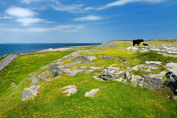 Inishmore o Inis Mor, la más grande de las islas Aran en la bahía de Galway, Irlanda. Famoso por su cultura irlandesa, lealtad a la lengua irlandesa, y una gran cantidad de sitios antiguos pre-cristianos . — Foto de Stock