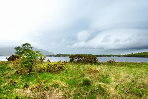 Gyönyörű nagy fenyőfa és virágzó Gorse bokrok a bankok a Muckross-tó található Killarney Nemzeti Parkban, Kerry megye, Írország. — Stock Fotó