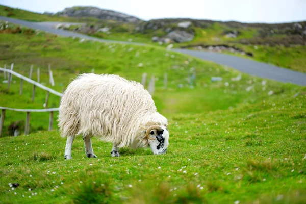 Schapen gemarkeerd met kleurrijke kleurstof grazen in groene weiden. Volwassen schapen en baby lammeren voeden in groene weiden van Ierland. — Stockfoto