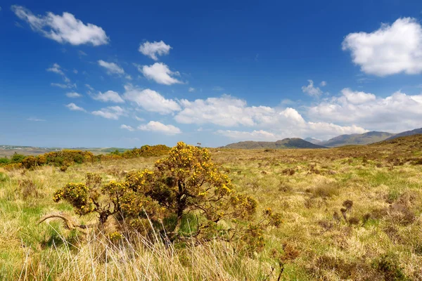 Národní park Connemara, slavný pro buky a vřesem, sledoval přes svou skalní horu, diamantový vrch, hrabství Galway, Irsko — Stock fotografie