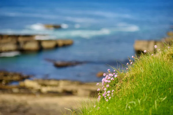 Espectacular vista de Mullaghmore Cabeza con enormes olas rodando hasta la orilla. Wild Atlantic Way, Condado de Sligo, Irlanda — Foto de Stock