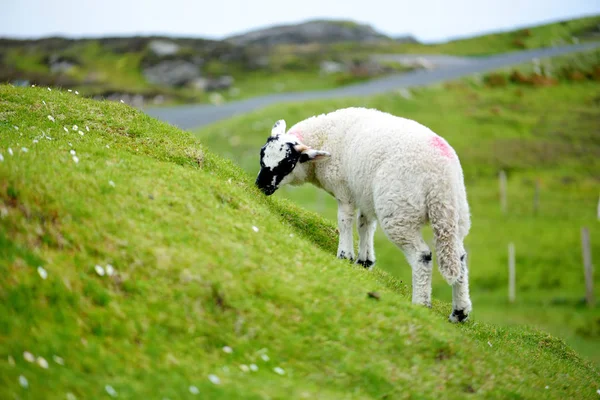 Sheep marked with colorful dye grazing in green pastures. Adult sheep and baby lambs feeding in green meadows of Ireland. — Stock Photo, Image