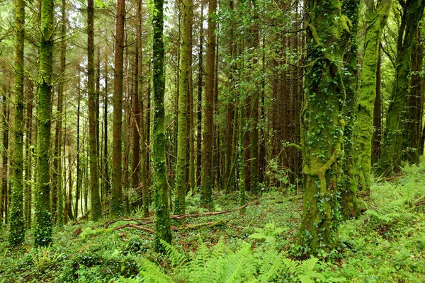 Masivos pinos con hiedra creciendo en sus troncos. Impresionantes bosques del Parque Nacional de Killarney, Condado de Kerry, Irlanda — Foto de Stock