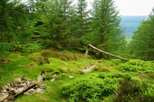 Гарний вузький струмок, що протікає через лісисті території Національного парку Віклов. Ірландія — стокове фото